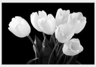 Tablou canvas floral - Lalele albe
