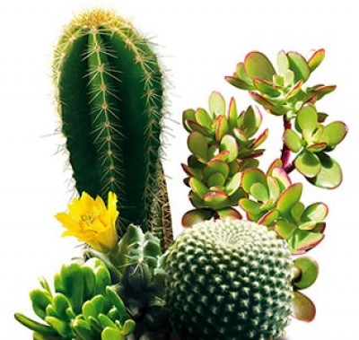 Conform zone Than Cactusi si plante suculente - plantare si ingrijire | ProiectCASA