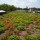 Acoperisuri Verzi oferit de firma ODU Green Roof