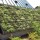 Acoperisuri Verzi oferit de firma ODU Green Roof