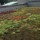 Acoperisuri Verzi oferit de firma ODU Green Roof