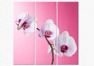 Tablouri canvas set 3 piese - Orhidee