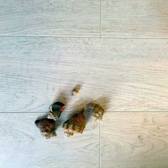 Parchet laminat Earhart Oak